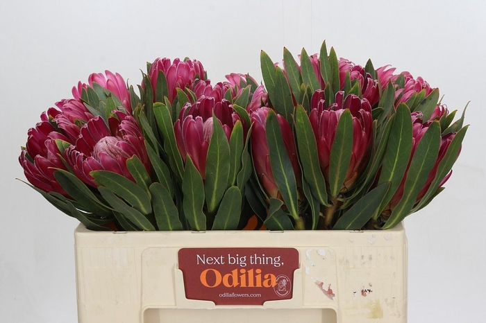 <h4>PROTEA BRENDA</h4>