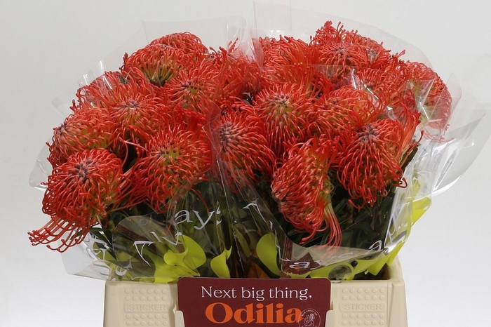 <h4>LEUCO CO SUCCESSION</h4>