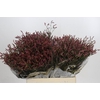 Limonium Scarlet Diamond