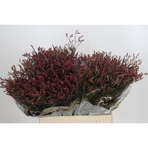 Limonium sinensis Scarlet Diamond