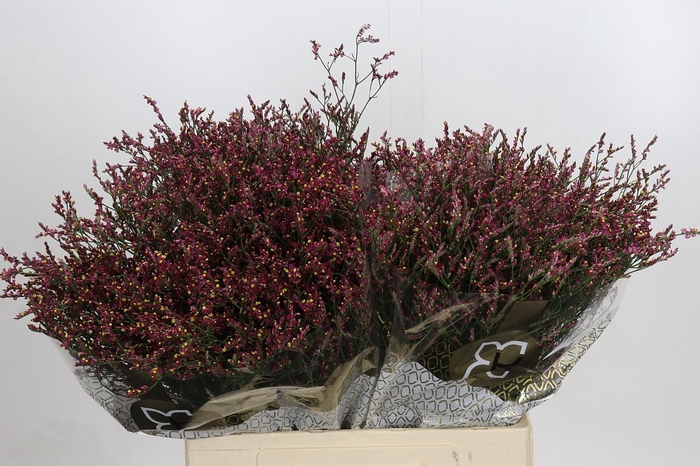 <h4>Limonium sinensis Scarlet Diamond</h4>