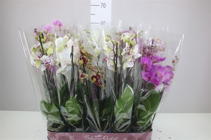 <h4>Phal Gemengd 3 Tak</h4>