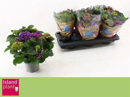 <h4>Hydr M Ningbo</h4>