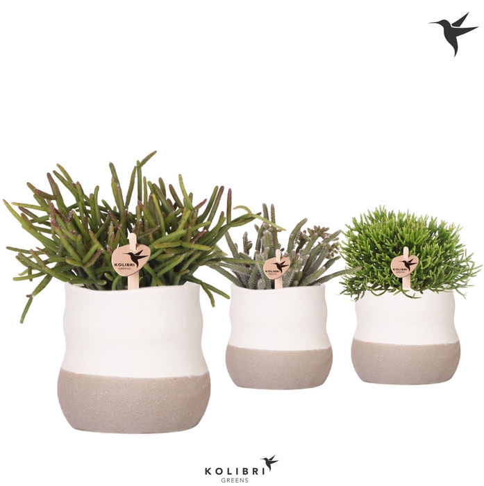 <h4>Kolibri Greens Rhipsalis mix in Imperfect bag pot</h4>