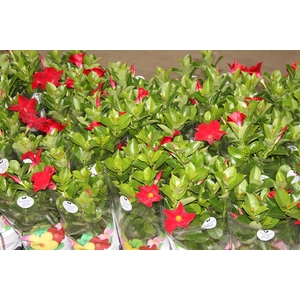 MANDEVILLA P14 VERMELHO
