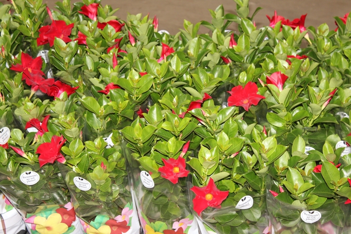 <h4>MANDEVILLA P14 VERMELHO</h4>