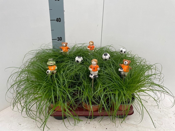 <h4>Cyperus alternifolius Zumula met voetbal items bijstekers oranje</h4>