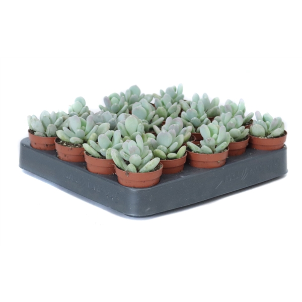 <h4>Pachyphytum bracteosum 5,5 cm</h4>