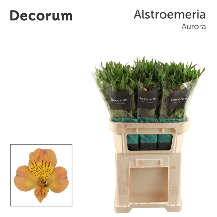 <h4>ALSTR AURORA Decorum (jong)</h4>