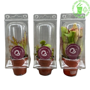 Vleesetende planten mix 5,5 cm in transparante blister