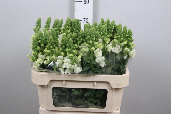 <h4>Antir Cool White</h4>