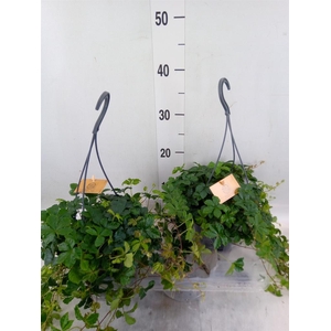 Parthenocissus  'Sugar Vine'