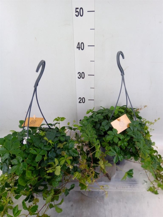 <h4>Parthenocissus  'Sugar Vine'</h4>