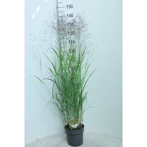 Panicum virgatum