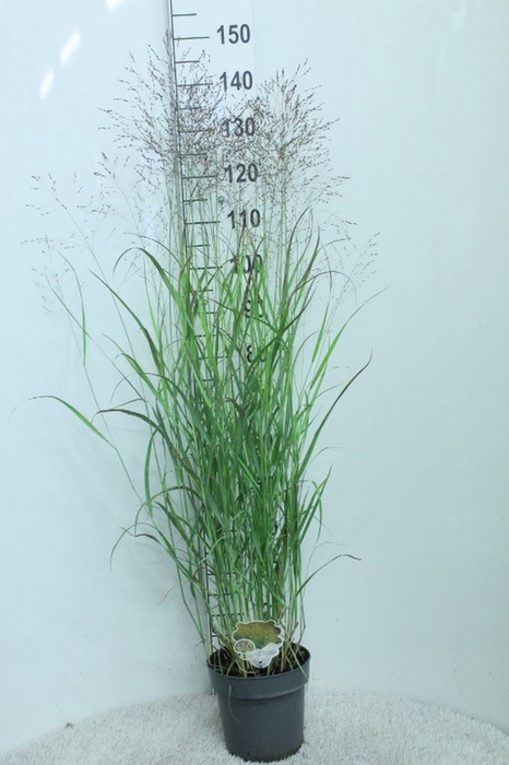 <h4>Panicum virgatum</h4>