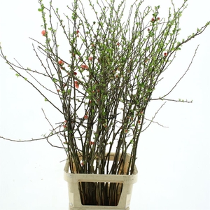 Chaenomeles Du Orange