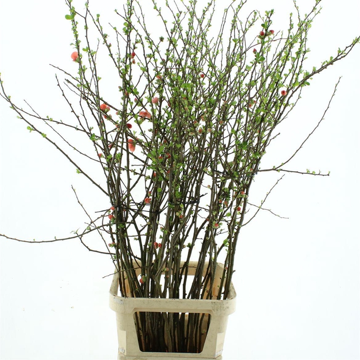 <h4>Chaenomeles Du Orange</h4>