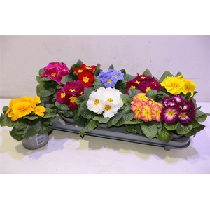 arr8 Prim Ac Paradiso Gem