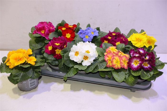 <h4>arr8 Prim Ac Paradiso Gem</h4>