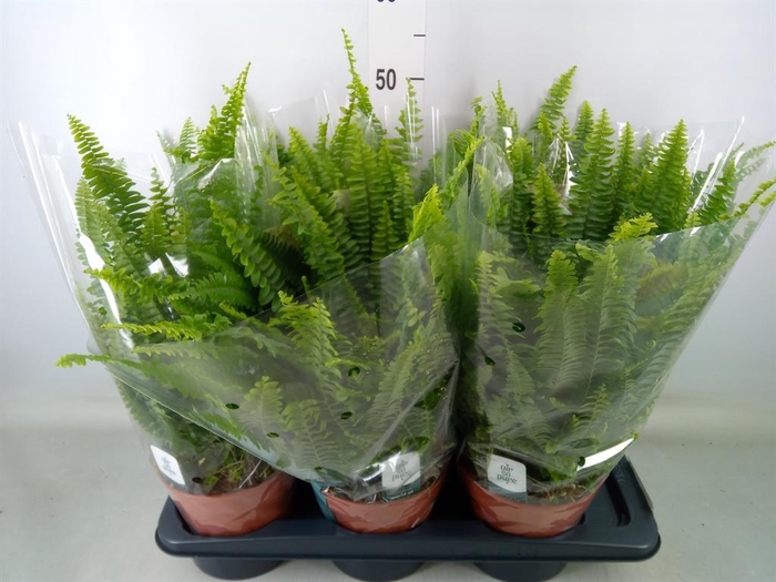 <h4>Nephrolepis exal. 'Green Lady'</h4>