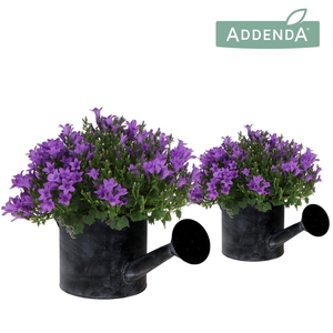 Campanula Addenda Ambella Intense purple in Watering Can pot