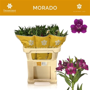 Alstroemeria Morado 75 gr, jong gewas