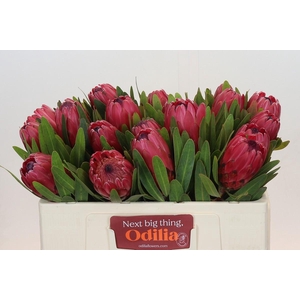 Protea Red Ice