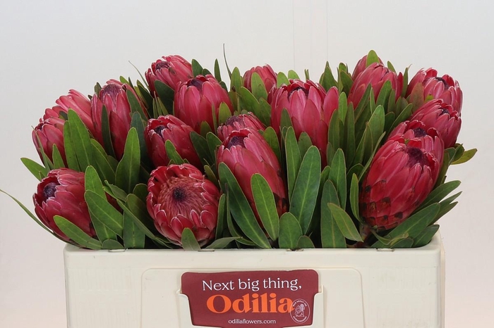 <h4>Protea Red Ice</h4>