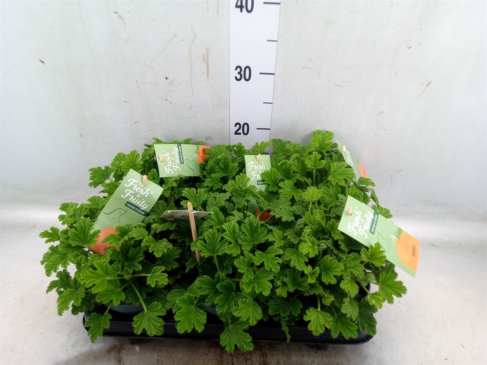 <h4>Pelargonium   ...mix smelling</h4>