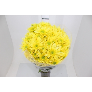 CRISANTEMO SHEENA YELLOW 080 CM
