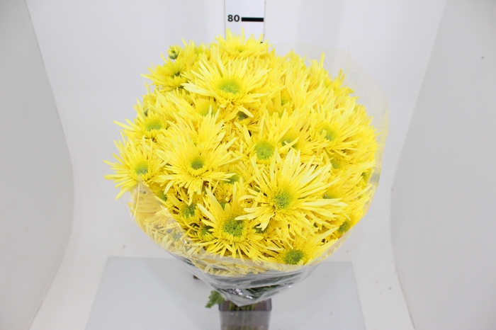 CRISANTEMO SHEENA YELLOW 080 CM