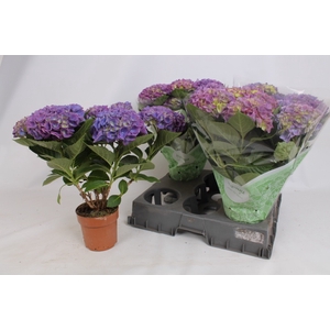HYDR M EARLY BLUE