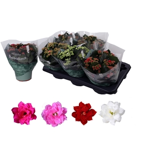 Kalanchoe Rosalina 15cm mix