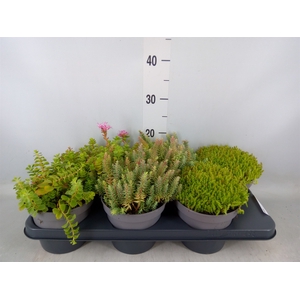 Sedum   ...
