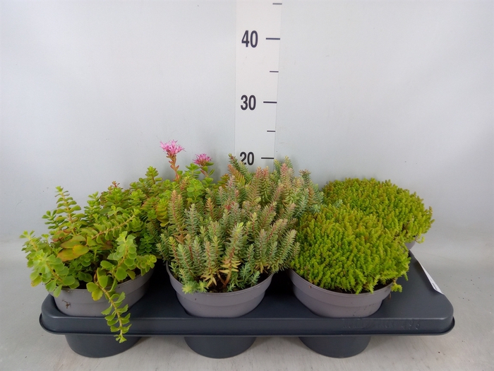 <h4>Sedum   ...</h4>