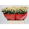 Hypericum Cool Romance