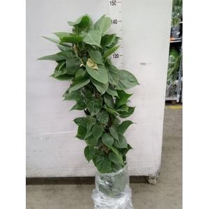 Philodendron scand.