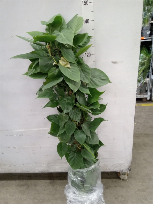 <h4>Philodendron scand.</h4>