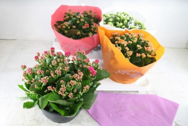 <h4>KAL GE GEM 4 KL</h4>