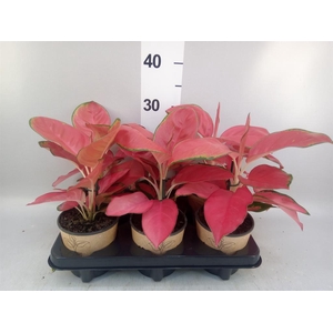 Aglaonema   ...