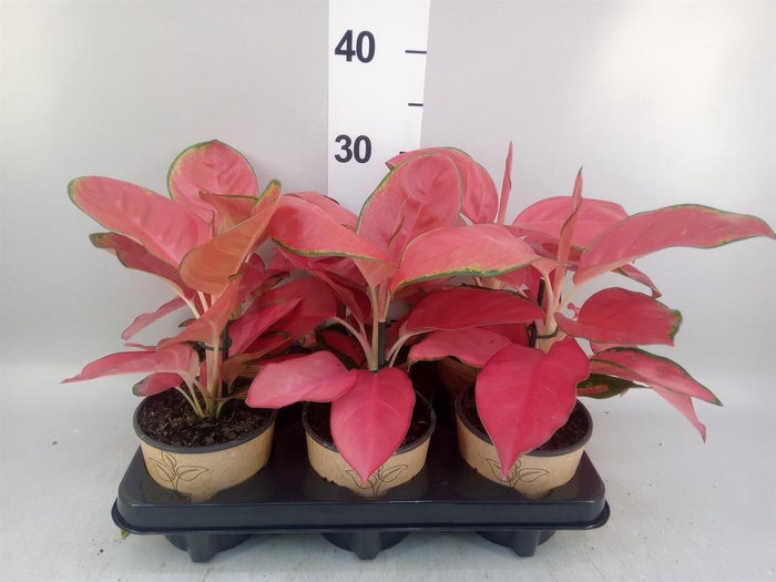 <h4>Aglaonema   ...</h4>