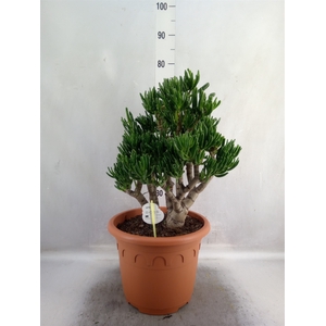 Crassula ovata 'Horn Tree'