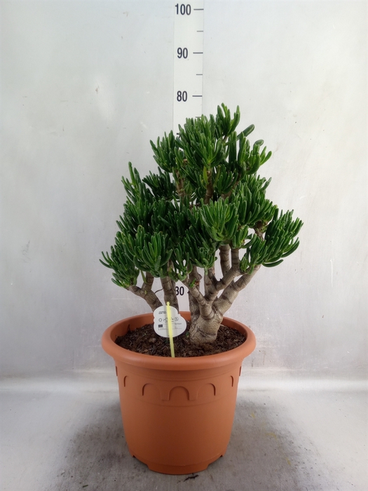 <h4>Crassula ovata 'Horn Tree'</h4>