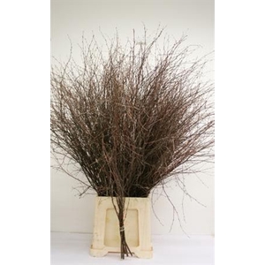 Berk. Naturel Vertakt 90cm