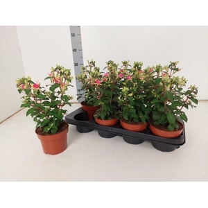 FUCHSIA W JUBELTEEN