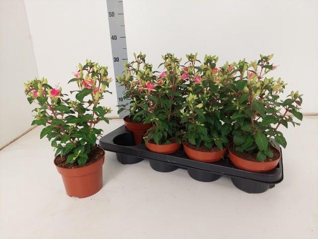 <h4>FUCHSIA W JUBELTEEN</h4>