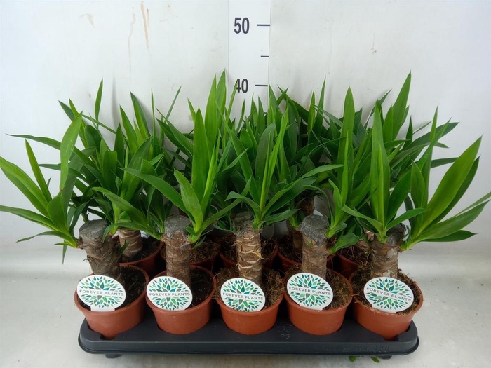 <h4>Yucca   ...</h4>