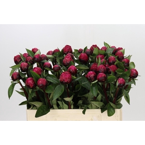 Paeonia Red Sarah Bernhardt