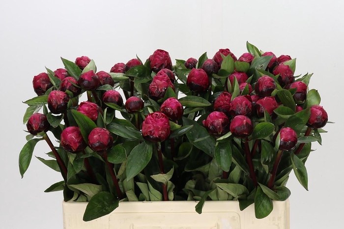 <h4>Paeonia Red Sarah Bernhardt</h4>