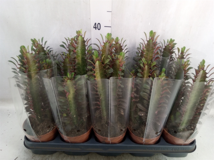 <h4>Euphorbia trigona 'Rubra'</h4>